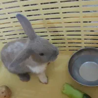 خرگوش