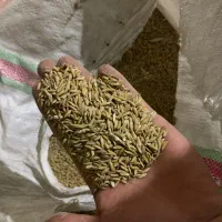 چلتوک لنجان