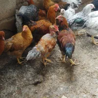تیمچه مرغ و خروس