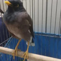 مرغ مینا