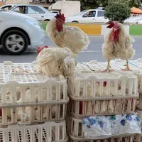 غول مرحله اخر خروس ۴ کیلویی مادر