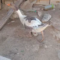 غاز ماده