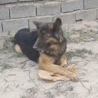 سگ ژرمن ماده کاملا گوش به فرمان