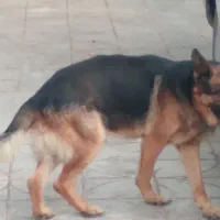 سگ ژرمن اصل