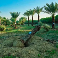 بانک ژنتیک نخل ایران تنهامرجع رسمی|خدمات باغبانی و درختکاری|تهران, مشیریه|دیوار