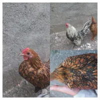 نیمچه مرغ ویادونت