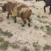 بره و میش بره دار