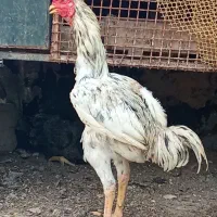 تخم لاری وبرهما