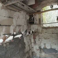 کبوترنر وماده