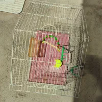 قفس پرنده