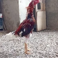خروس لاری