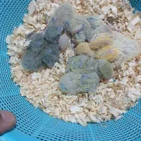 جوجه برزیلی سرلاکی