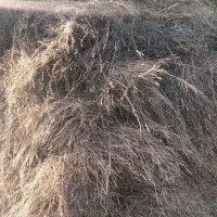 یونجه و علف