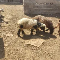 بره ماده