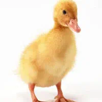 جوجه اردک