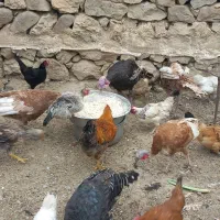 مرغ محلی تخم گذار