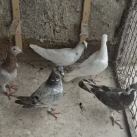 جوجه