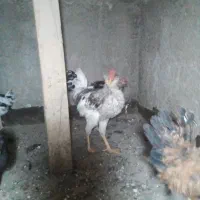 ۴خروس گلین معاوضه با حیوانات