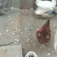 مرغ محلی تخم گذار