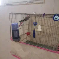 سهره دورگ مست معاوضه با سهره رسمی