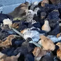 جوجه مرند و گلپایگان  به علت کمبود جا میفروشم