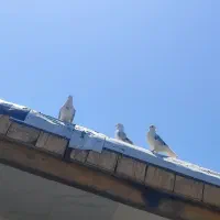 کفتر|پرنده|بروجرد, |دیوار