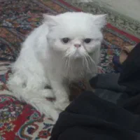 گربه نر گارفیلدی