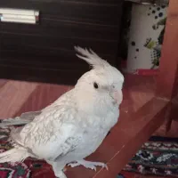 عروس هلندی نر و ماده