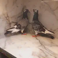 کفتر قره سبز کاکلی ریسر