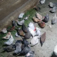مرغ گلین لری ۲۰ درجه یک