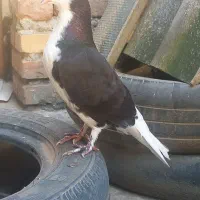 کبوتر جوانه