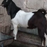 کهره نر