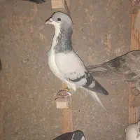 کفتر