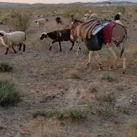 خر گله ای فروشی