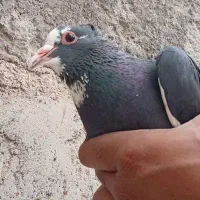 ماده پلنگ  شکار