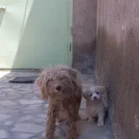 سگ پشمالو