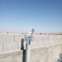 لیلک سرور نر