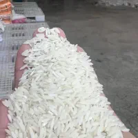 برنج طارم هاشمی اعلا درجه یک  ایرانی کشت دوم