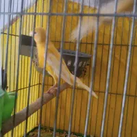 قناری نر و ماده جوجه 2هفته ای نر شلاقی
