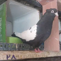 جفت کفتر سینه ای کلکسیونی عتیغه