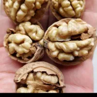 خرید فروش گردو