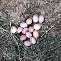 فروش یا  م ع اوضه تخم مرغ روستایی با وسایل شما