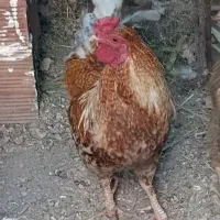خروس بزرگ فروشی