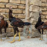 جوجه لاری