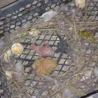 ۲ تا جوجه طوقی باخت رفته