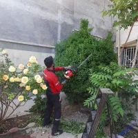 باغبانی طراحی واجرا گل کاری نهال کاری چمن هرس درخت
