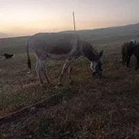 خر نر|حیوانات مزرعه|شیروان (لرستان), |دیوار