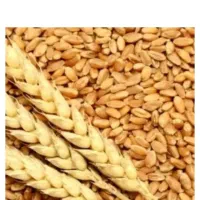 فروش گندم ۱۲۶کیلو