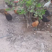 جوجه محلی