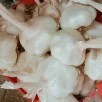 سیر درجه یک